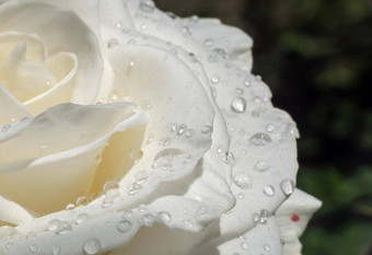 白色玫瑰花园雨滴