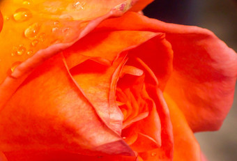 橙色玫瑰花园雨滴