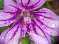 紫色的花花园雨滴湿