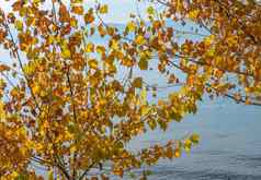 树秋天色彩斑斓的叶子分支机构