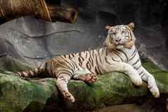 大白色老虎睡觉动物园