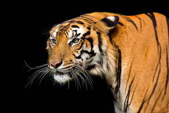 孟加拉老虎头直接相机