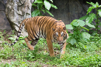 孟加拉老虎头直接相机