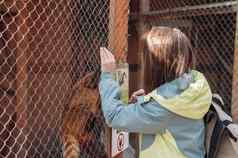 长鼻浣熊爬笼子里网格家庭动物园女孩饲料灵活的在其酒吧野生动物