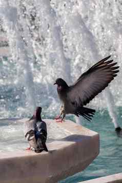 城市鸽子一边喷泉