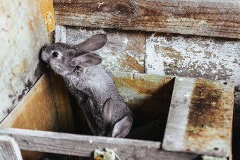 灰色的年轻的兔子房子繁殖兔子兔子农场木笼子里