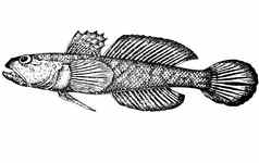 鱼戈比乌斯古诺特雷切尔斯拉丁插图