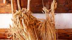 金耳朵小麦木背景耳朵使面粉