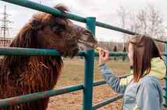 女孩提要苹果棕色（的）大夏的骆驼动物农场动物园Camelusbactrianus大有蹄的动物生活大草原中央亚洲