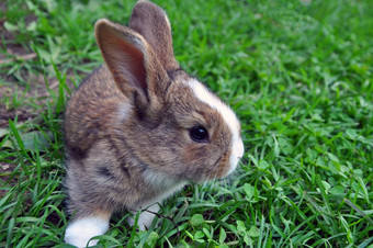 可爱的棉尾兔兔子兔子咀嚼草花园自然绿色背景