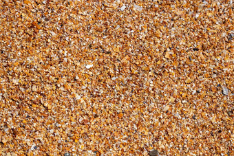 湿沙子贝壳海滨背景小片段贝壳前视图