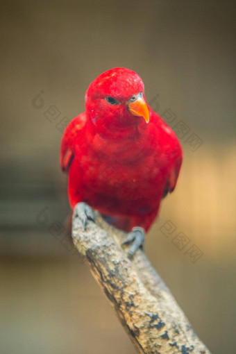 红色的鹦鹉