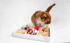 小棕色（的）兔子白色点坐着盒子圣诞节玩具概念一年复活节可爱的宠物