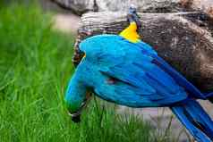 金刚鹦鹉蓝色的黄色的金刚鹦鹉自然背景