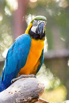 金刚鹦鹉蓝色的黄色的金刚鹦鹉自然背景