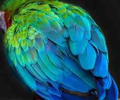 异国情调的纹理羽毛背景特写镜头鸟翼色彩斑斓的鹦鹉羽毛背景
