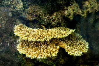水族馆鱼<strong>珊瑚</strong>水生动物