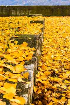秋天季节色彩斑斓的下降叶子公园美丽的秋天路径