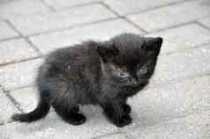 可爱的黑色的基蒂小猫时间街