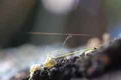 小昆虫美丽的少女导航树树皮phasmatodea