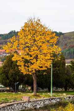 秋天季节下降叶子秋天色彩斑斓的公园小巷色彩斑斓的树下降叶子秋天公园美丽的秋天路径阳光明媚的一天
