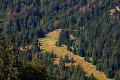 绿色山森林景观美丽的自然高山梅多斯Bihor罗马尼亚