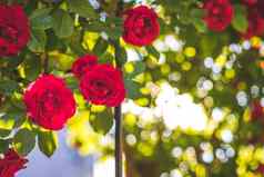 红色的玫瑰花园情人节母亲的一天生日背景