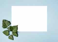 框架绿色叶子蓝色的背景纸空白有创意的安排绿色艾薇叶子