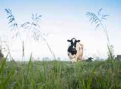 发现了牛绿色长满草的有雾的早....草地阿姆斯特丹utrecht荷兰