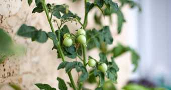 生小西红柿日益增长的窗台上年轻的水果布什