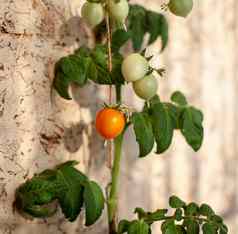 生成熟的黄色的小西红柿日益增长的窗台上