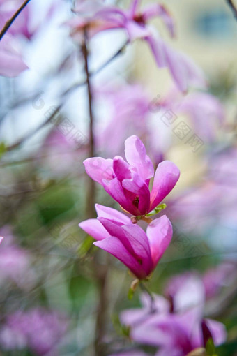 盛开的木兰<strong>花城</strong>市公园