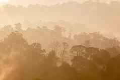 热带热带雨林层覆盖雾雾温暖的语气