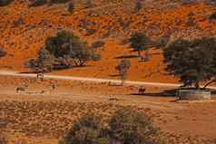 大羚羊大羚羊gazella喀拉哈里沙漠浇水点