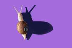 花园蜗牛孤立的紫罗兰色的背景