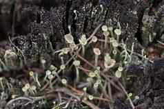 小蘑菇长茎日益增长的树树桩