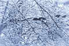 树分支机构覆盖雪春天