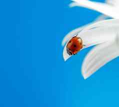 瓢虫白色花花瓣蓝色的背景