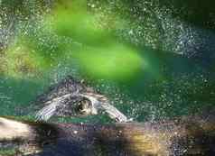 水乌龟游泳水