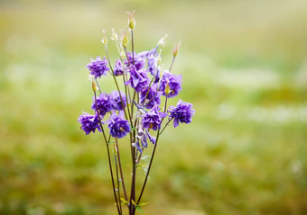 蓝色的花耧<strong>斗</strong>菜寻常的