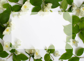 花框架使<strong>茉莉花</strong>流动孤立的白色背景花框架
