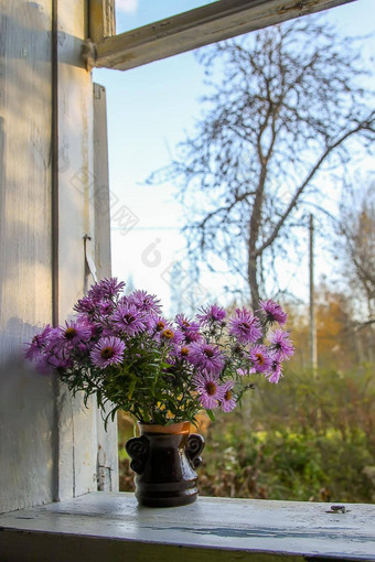 Aster比萨拉比库斯装饰观赏植物花束秋天花美丽的紫色的水马齿<strong>陶瓷花瓶</strong>木窗口窗台上农村房子