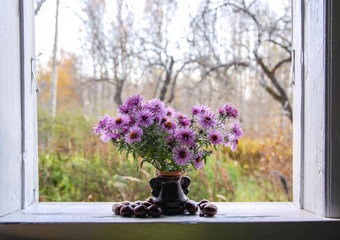 Aster比萨拉比库斯装饰观赏植物花束秋天花美丽的紫色的水马齿<strong>陶瓷花瓶</strong>木窗口窗台上农村房子