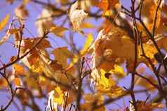 黄色的枫木叶子树分支机构秋天森林