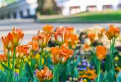 美丽的花园花明亮的郁金香盛开的春天公园城市景观装饰植物