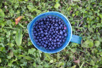 成熟<strong>的</strong>新鲜<strong>的</strong>蓝莓
