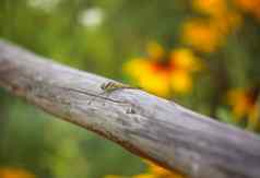 蜻蜓木坚持在户外夏天一天