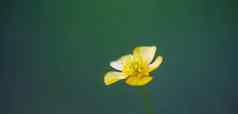 毛茛属植物阿文西斯黄色的花绿色模糊自然背景玉米毛茛属植物花植物春天草地