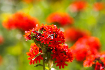 红色的花剪秋罗属chalcedonica马耳他交叉植物夏天花园