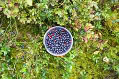 野生蓝莓夏天森林